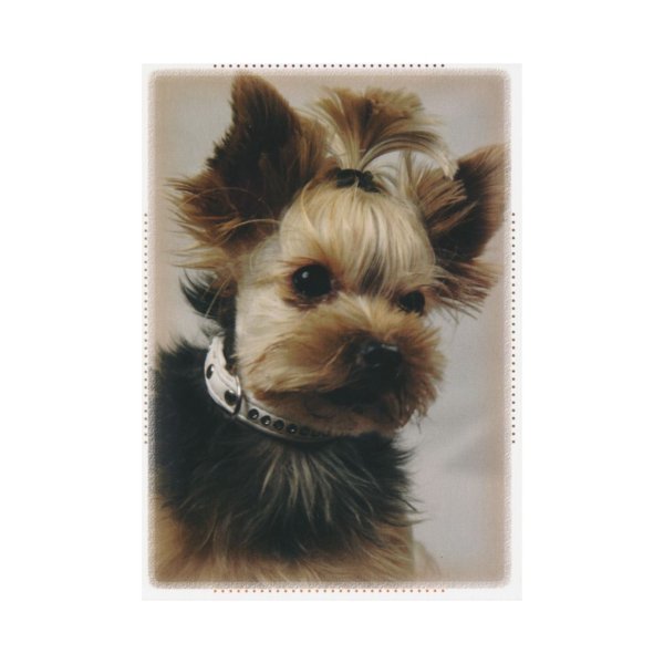 1-osaline postkaart "Yorkshire terjer"
