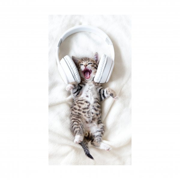 Rahakaart "Kass kõrvaklappidega"